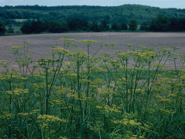 Tall yellow wild parsnip in foreground with a grassy field and cloudy sky in the background.