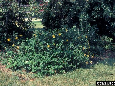 St John's wort surrounded by grass and larger leafy bushes in the background.
