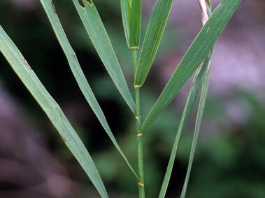 Smooth brome stem with long, narrow leaves, set against a blurred outdoor background.