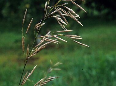 Thin smooth brome stem with feathery seed heads in a blurred grassy field background.