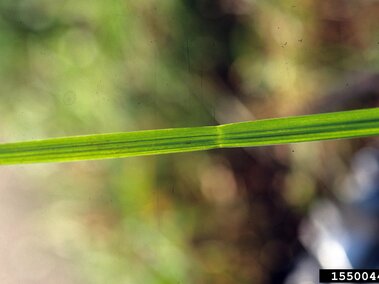 A close-up of a tall fescue blade with a blurred natural background.
