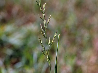 A single stem of tall fescue with seed heads in a blurred grassy background.