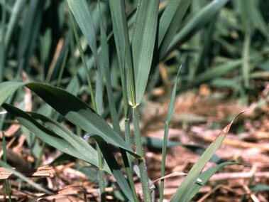 Quackgrass stems and leaves grow amid dry straw in a natural setting.