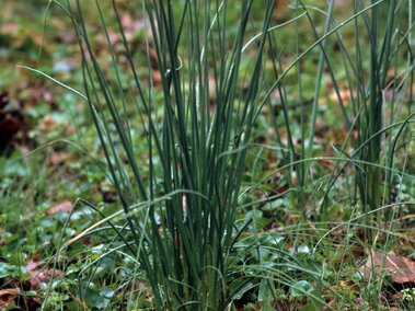 Slender field garlic plant growing among leaves and grass.