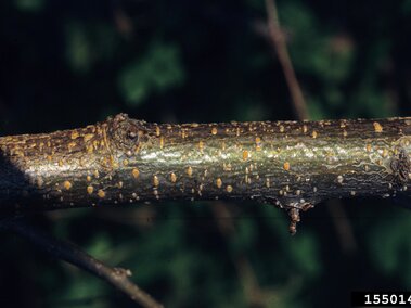 Branch with small spores and textured bark against a blurred green background.