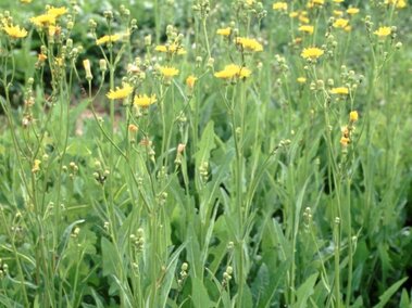 Yellow perennial sowthistle grow tall in a lush green field surrounded by farmland.