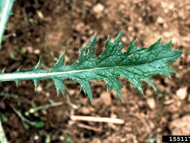 A closeup of a bull thistle leaf