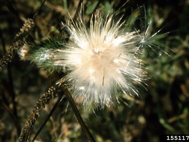 A closeup of a bull thistle seedhead