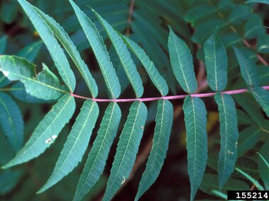 Green compound leaf with a pink central stem, set against a blurred leafy background.