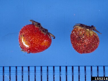 Two small, red berries with rough surfaces, placed on a blue background above a ruler.