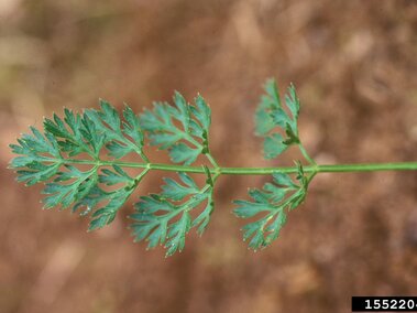 Green fern-like leaf with intricate patterns, set against a blurred brown background.