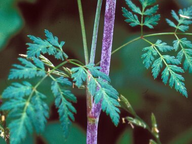 Close-up of green leaves and a purple-speckled stem against a blurred green background.