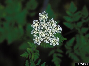 White clustered flower with fern-like green leaves in a dark, blurred background.
