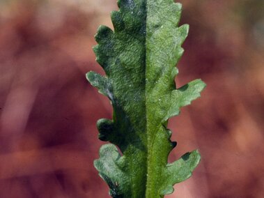 Green serrated leaf with prominent veins, blurred brown and green background.