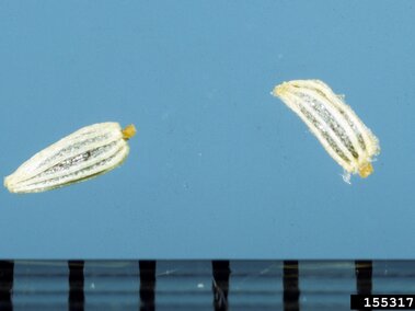 Two elongated seeds with striped textures, displayed against a blue background with a scale below.