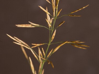Smooth brome delicate seed heads against a plain brown background.