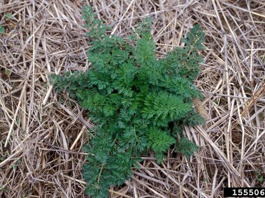 Green Queen Anne's lace rosette growing on brown dried grass.