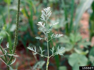 Young Queen Anne's Lace with lobed gray-green leaves, surrounded by blurred greenery in a natural setting.