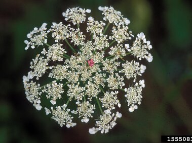 White Queen Anne's lace flower with dense clusters and a single red floret at the center.