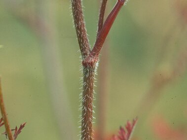 Thin Queen Anne's Lace stem with fine hairs, red leaves, and small buds against a blurred green background.