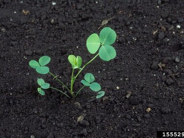 A crownvetch seedling