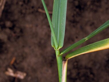 Green tall fescue stem with long, narrow leaves against a dark soil background.