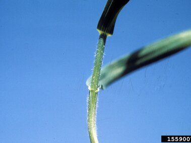 Green quackgrass stem and leaves against a clear blue sky, with visible hairs on the stem.