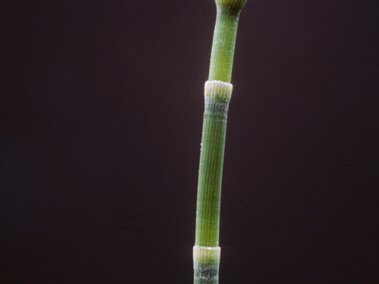 Green scouring rush stem with a cone-shaped tip, set against a dark background. 