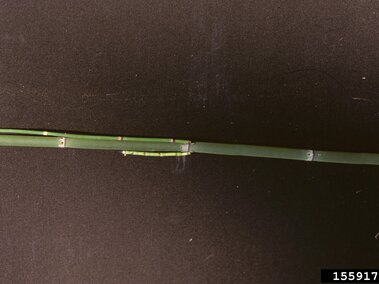 Green scouring rush stem with segmented nodes on a dark background.