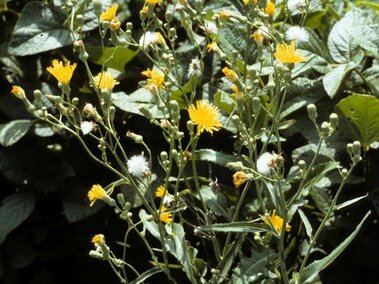Yellow flowering perennial sowthistle with slender stems amidst green foliage.