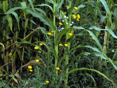 Cornfield with flowering perennial sowthistle and green foliage growing among the stalks.