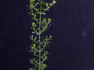 St John's wort with small yellow flowers at the top, set against a dark background.