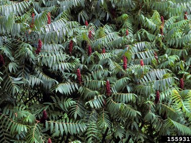 Green smooth sumac with clusters of red, cone-shaped flowers.