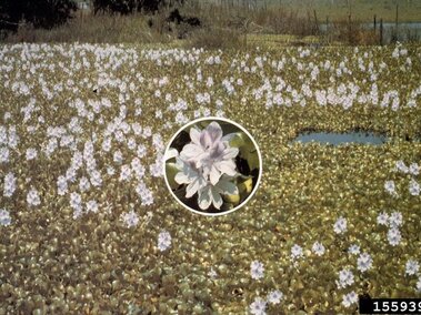 A flowering field of water hyacinth infesting a waterbody.