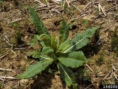 The basal rosette of a common teasel plant