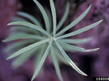Thin, elongated leaves of yellow toadflax  fanning out in a radial pattern against a blurred background.