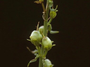 Green plant stem with small round buds against a dark background.