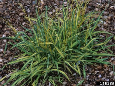 Smooth brome growing on a bed of brown dirt. 