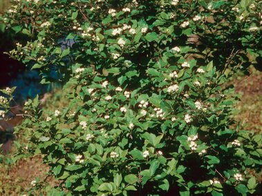 Flowering roughleaf dogwood shrub set against a grassy outdoor background.