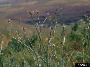 Yellow starthistle in a grassy hillside landscape.