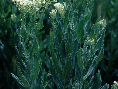 Tall flowering hoary cress with clusters of white flowers in a field.