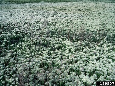 Field covered in dense clusters of hoary cress. 