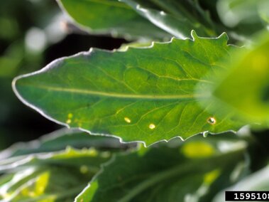 Toothed hoary cress leaf surrounded by other leaves in soft focus.