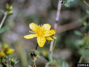 Yellow flower with five petals and delicate stamens, surrounded by green foliage.