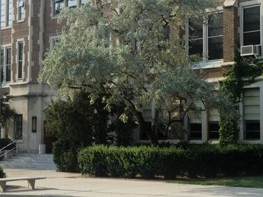 Russian olive tree and shrubs in front of a brick building. 