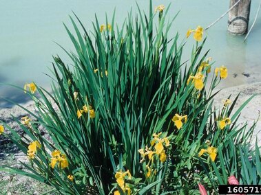 Yellow irises blooming by a pale green pond, surrounded by tall green leaves.