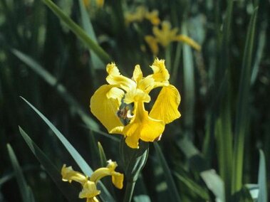 Yellow irises bloom among long green leaves in a sunny garden setting.