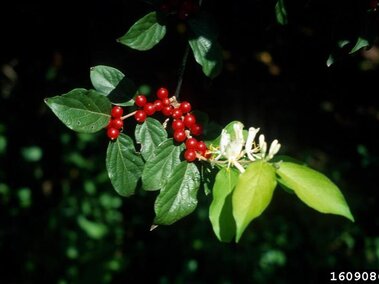 A closeup of an amur honeysuckle bush branch with its green leaves, white flowers, and red berries visible