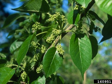 Green tree branch with clusters of small buds and large glossy leaves in daylight.