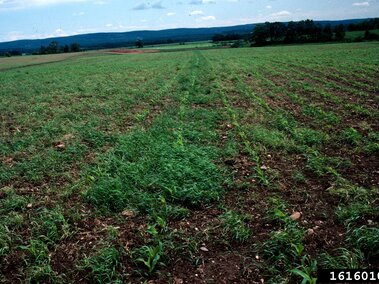 Green farmland with scattered crops crowded by quackgrass under a blue sky with clouds.